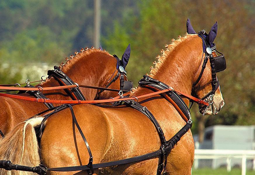 Как запрячь лошадь правильно: правила, этапы и полезные советы