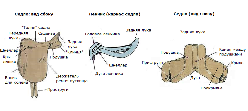 Где находится уздечка у женщин рисунок
