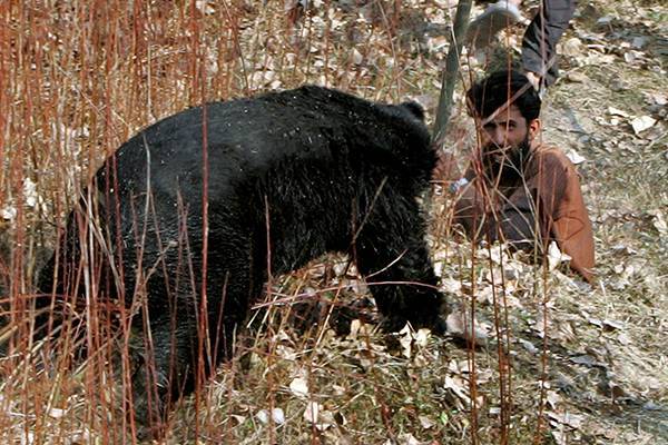Как охотились на медведя с рогатиной?